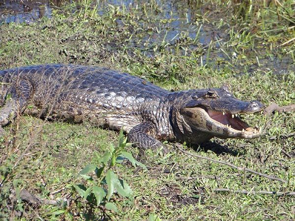 Posada Mboy Cua - Esteros del Iber - Corrientes Argentina