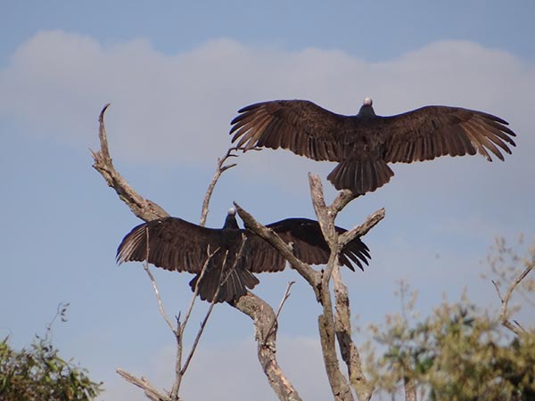 Posada Mboy Cua - Esteros del Iber - Corrientes Argentina