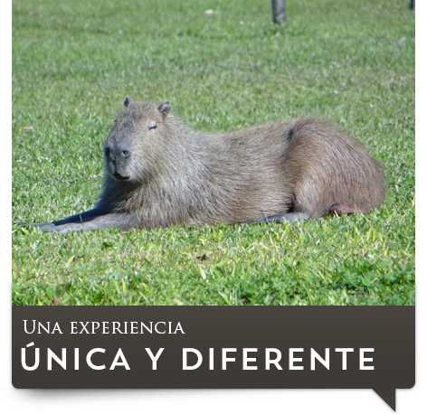 Experiencia - Posada Mboy Cua - Esteros del Iberá - Corrientes Argentina