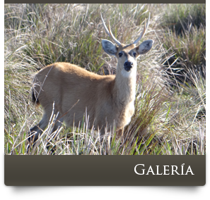 Galeria - Posada Mboy Cua - Esteros del Iberá - Corrientes Argentina