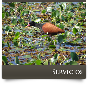 Servicios - Posada Mboy Cua - Esteros del Iberá - Corrientes Argentina